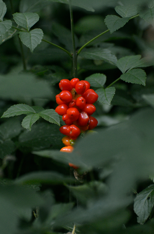 Berry Currant 100 ml Reed Diffuser