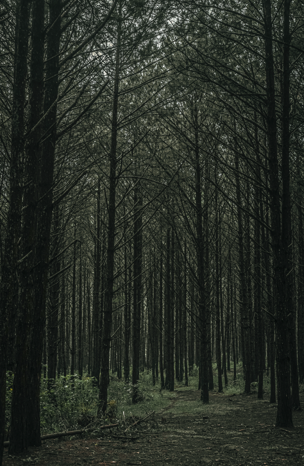 Teakwood 100 ml Reed Diffuser