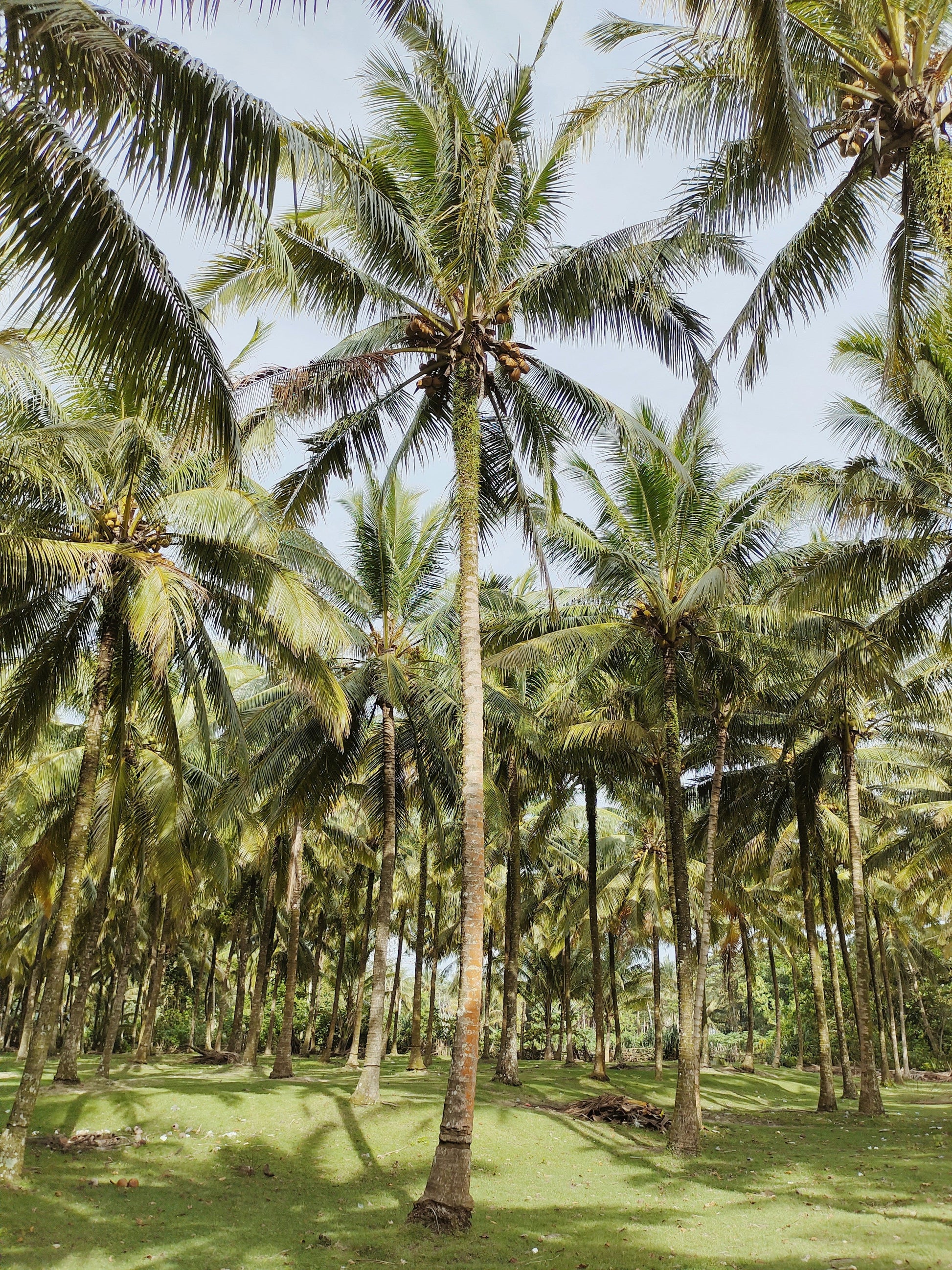 Balinese Coconut 106 ml Shimmer Hair & Body Perfume